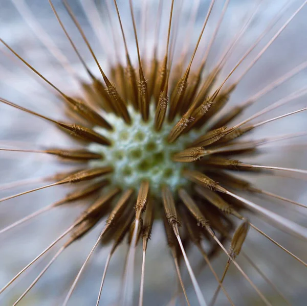 Belle Abstraite Fleur Pissenlit Dans Jardin Dans Nature — Photo