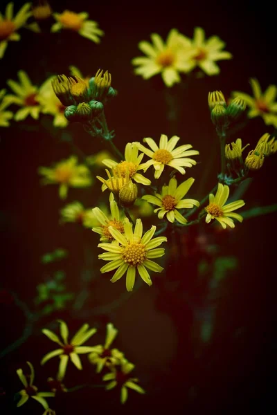 Mooie Gele Bloemen Tuin Natuur — Stockfoto