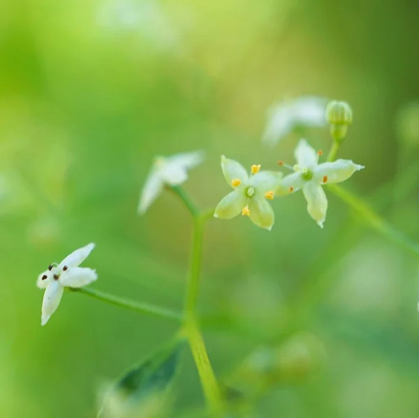 Piękne Białe Kwiaty Ogrodzie Naturze — Zdjęcie stockowe
