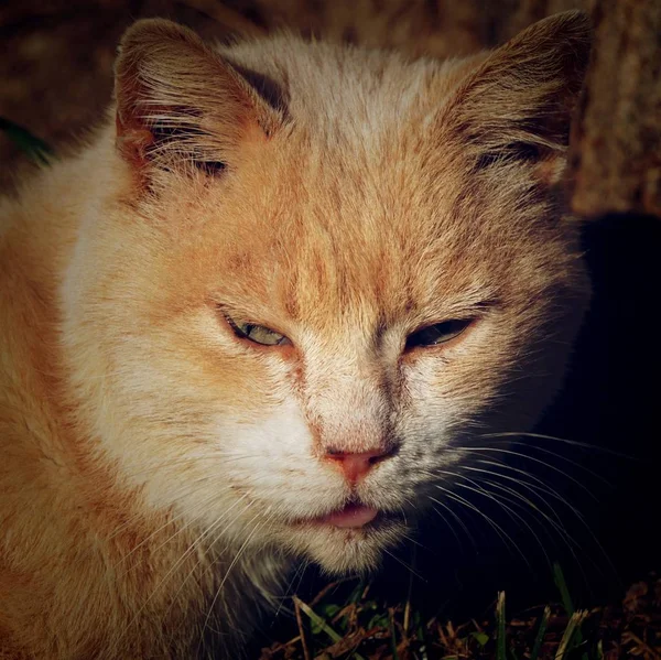 Красивый Портрет Коричневой Кошки — стоковое фото