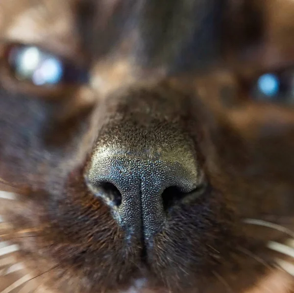 Das Schöne Braune Katzenporträt — Stockfoto