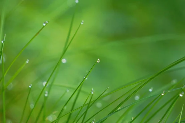 Gocce Pioggia Sulla Pianta Erba Verde Nel Giardino Nella Natura — Foto Stock