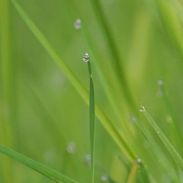Die Regentropfen Auf Der Grünen Graspflanze Garten Der Natur — Stockfoto