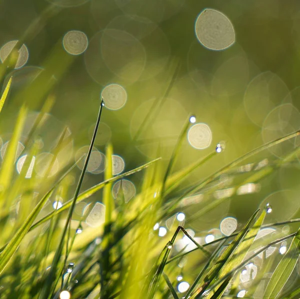 Gotas Chuva Planta Grama Verde Jardim Natureza — Fotografia de Stock