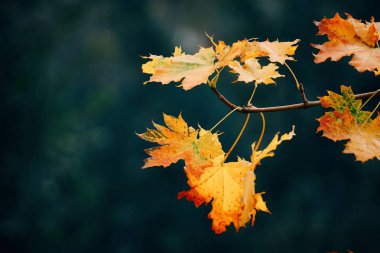                                doğada sarı ağaç yaprak