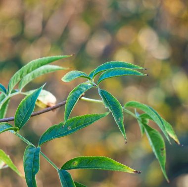doğada yeşil ağaç yaprak