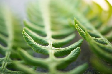 Doğa bahçesinde soyut yeşil bitki yaprakları