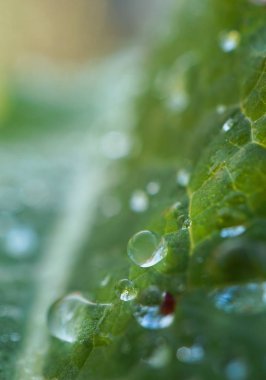                                Doğa bahçede yeşil bitki yapraklarında üzerinde yağmur damlaları