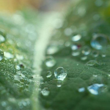                                Doğa bahçede yeşil bitki yapraklarında üzerinde yağmur damlaları