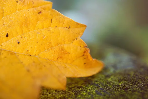 Żółte Drzewa Pozostawia Naturze — Zdjęcie stockowe