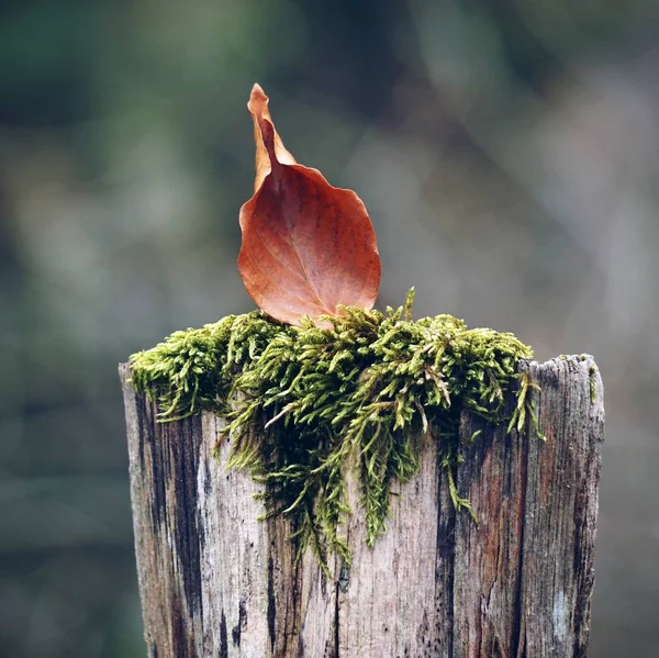 Den Bruna Löv Naturen — Stockfoto