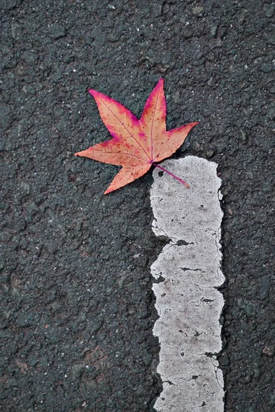 Les Feuilles Arbre Brun Dans Nature — Photo