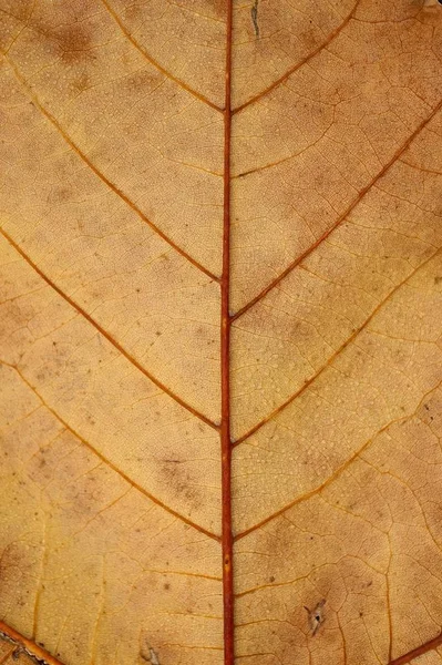 Καφέ Δέντρο Φύλλα Στη Φύση — Φωτογραφία Αρχείου
