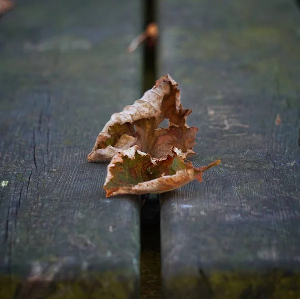 Den Bruna Löv Naturen — Stockfoto