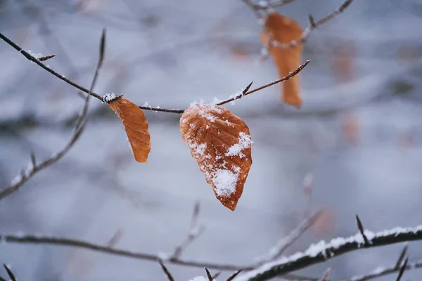 Les Feuilles Arbre Brun Dans Nature — Photo