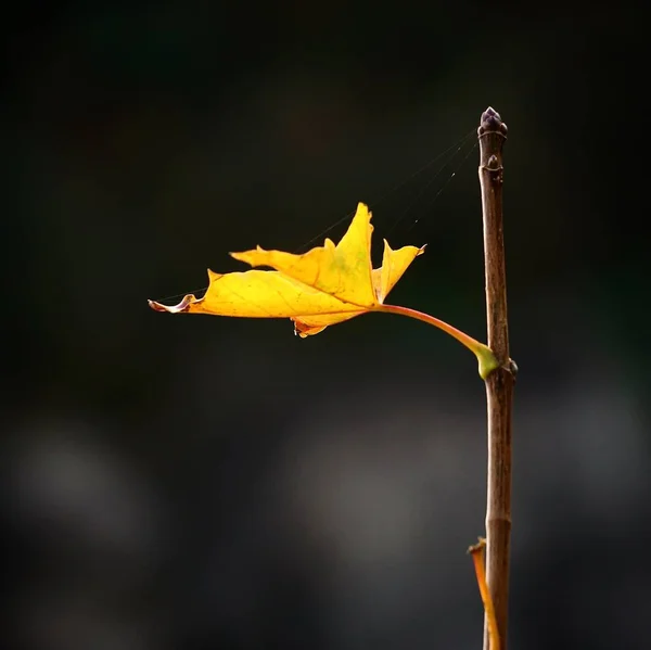 Brown Tree Leaves Nature — Stock Photo, Image