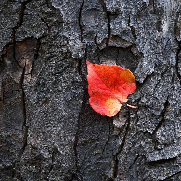 Doğada Kırmızı Ağaç Yaprak — Stok fotoğraf