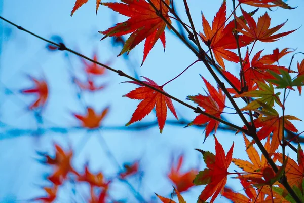 Foglie Albero Rosse Nella Natura — Foto Stock