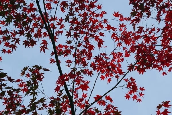 Daun Pohon Merah Alam — Stok Foto