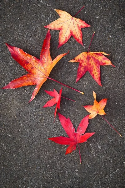 Foglie Albero Rosse Nella Natura — Foto Stock