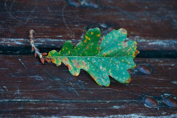 Las Hojas Verdes Del Árbol Naturaleza —  Fotos de Stock