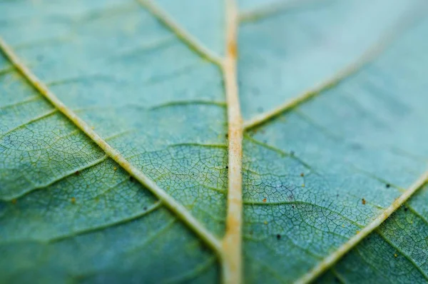 自然の中で緑の木の葉 — ストック写真
