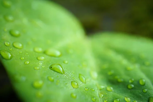 Folhas Árvore Verdes Natureza — Fotografia de Stock