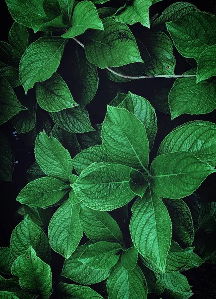 Folhas Plantas Verdes Abstratas Jardim Natureza — Fotografia de Stock