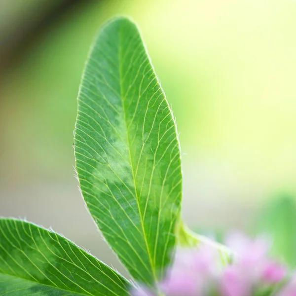 Folhas Plantas Verdes Abstratas Jardim Natureza — Fotografia de Stock