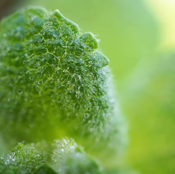 Abstract Green Plant Leaves Garden Nature — Stock Photo, Image