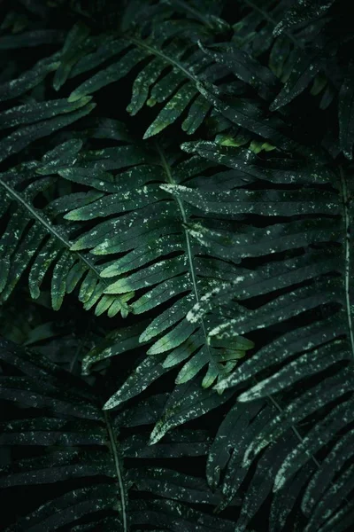 Abstracte Groene Plant Bladeren Tuin Natuur — Stockfoto