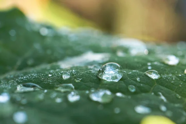 Doğa Bahçede Yeşil Bitki Yapraklarında Üzerinde Yağmur Damlaları — Stok fotoğraf