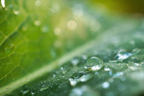 Краплі Дощу Зеленому Листі Рослини Саду Природі — стокове фото