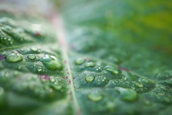 Gotas Chuva Sobre Folhas Plantas Verdes Jardim Natureza — Fotografia de Stock