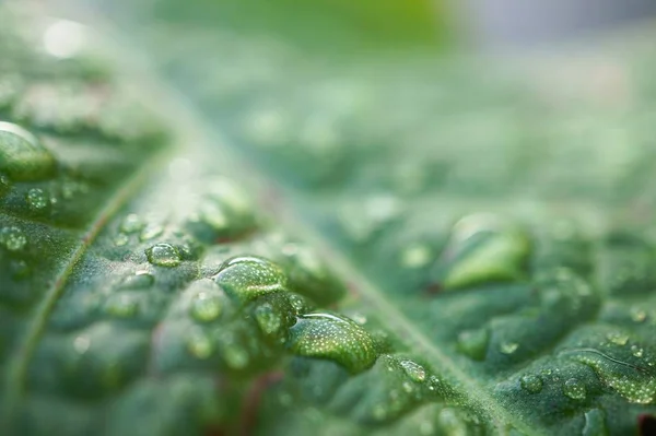 Gotas Chuva Sobre Folhas Plantas Verdes Jardim Natureza — Fotografia de Stock