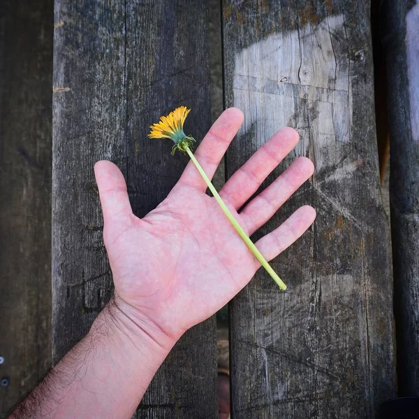 Mano Las Flores Amarillas Naturaleza —  Fotos de Stock