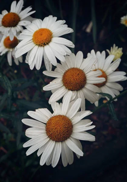 Beautiful White Daisy Garden Nature — Stock Photo, Image