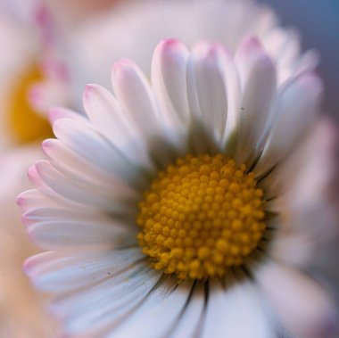                                Doğa Bahçe en güzel beyaz papatya