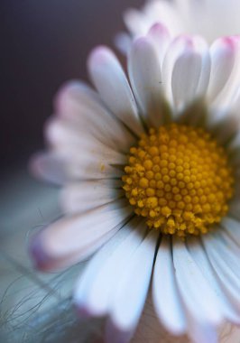                                Doğa Bahçe en güzel beyaz papatya