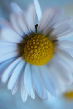                                Doğa Bahçe en güzel beyaz papatya