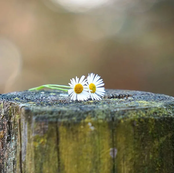 Das Schöne Weiße Gänseblümchen Garten Der Natur — Stockfoto