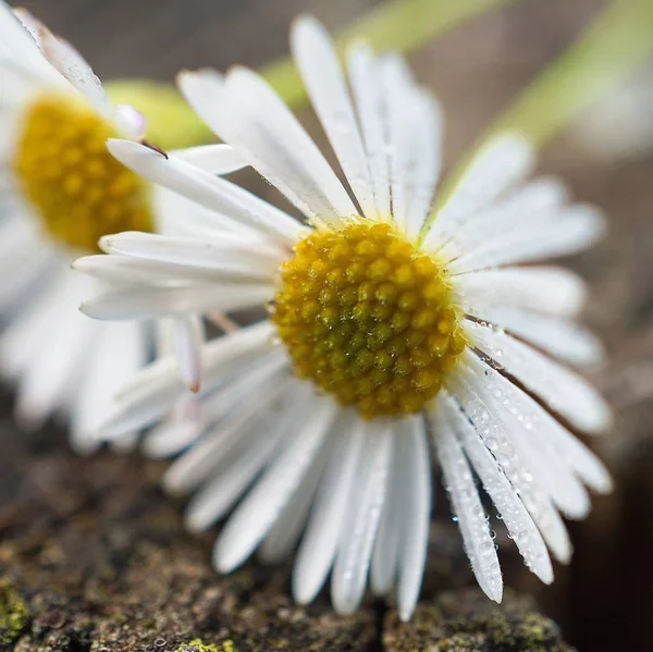 Das Schöne Weiße Gänseblümchen Garten Der Natur — Stockfoto