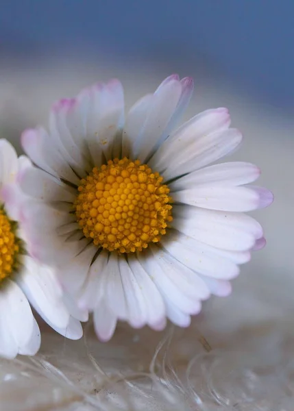 Belle Marguerite Blanche Dans Jardin Dans Nature — Photo