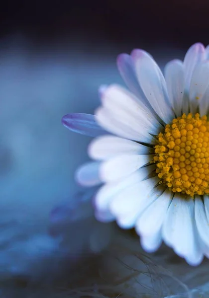 Mooie Witte Margriet Tuin Natuur — Stockfoto