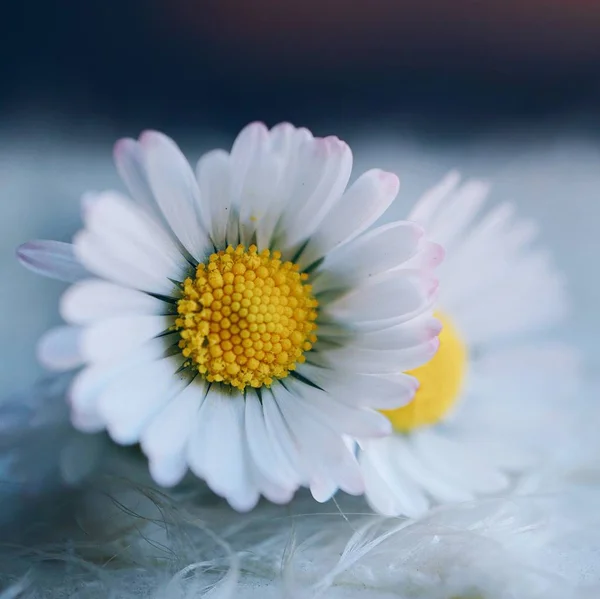 Mooie Witte Margriet Tuin Natuur — Stockfoto