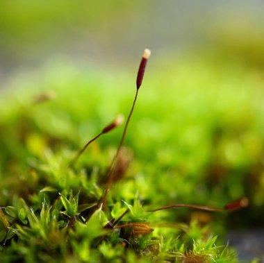                                Doğa bahçede bitkilerde