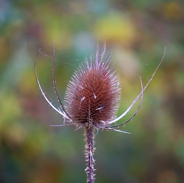 Les Plantes Dans Jardin Dans Nature — Photo