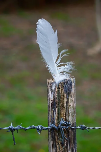 the white feather in the barbed wire fence in the mountain