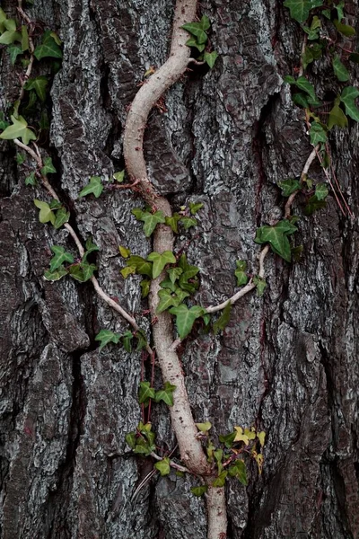 Абстрактний Малюнок Текстури Стовбура Дерева Природа — стокове фото