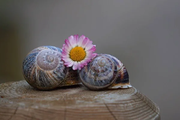 Caracol Pequeño Naturaleza — Foto de Stock